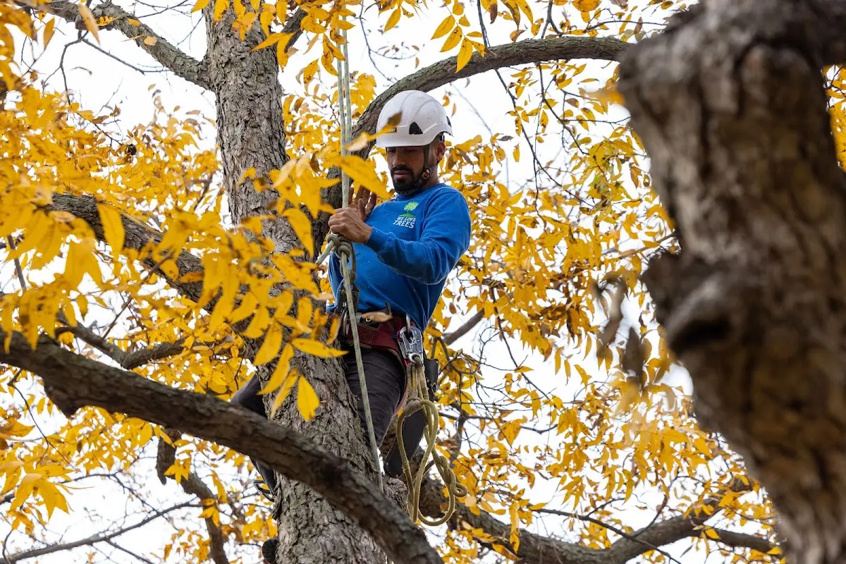 Skilled Tree Planting crew working in Millville