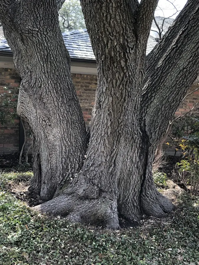 Mature heritage tree close to a Millville property cared for by certified arborists